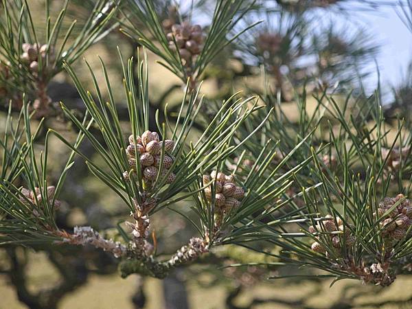 麗星郵輪探索星號 (70).jpg