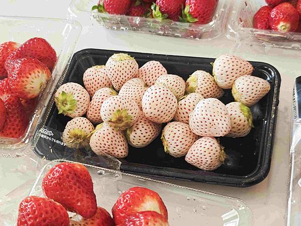 麗星郵輪探索星號 (136).jpg