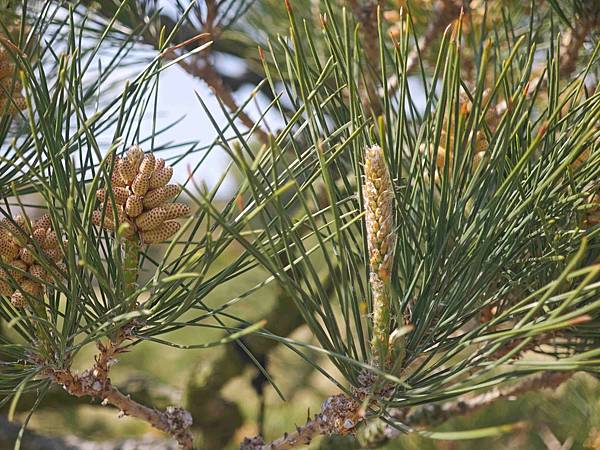麗星郵輪岸上熊本 (30).jpg