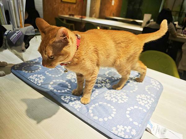 HOUR JUNGLE共享空間 (51).jpg