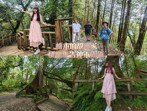 檜木的故鄉~棲蘭馬告神木園區 (1).jpg