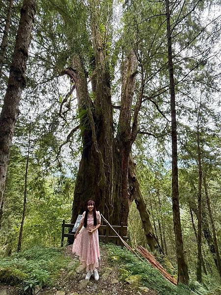 檜木的故鄉~棲蘭馬告神木園區 (2).jpg