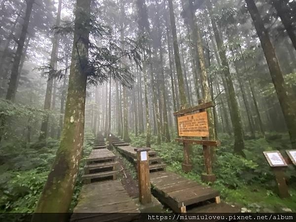 檜木的故鄉~棲蘭馬告神木園區 (12).jpg