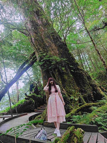 檜木的故鄉~棲蘭馬告神木園區 (8).jpg