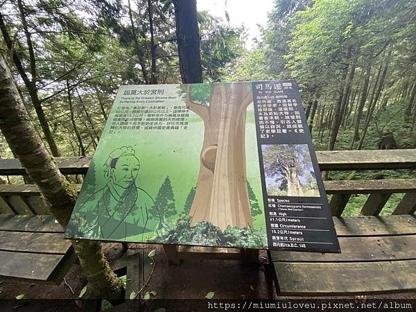檜木的故鄉~棲蘭馬告神木園區 (17).jpg