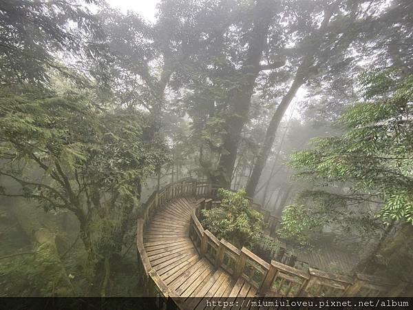 檜木的故鄉~棲蘭馬告神木園區 (16).jpg