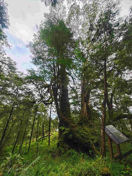 檜木的故鄉~棲蘭馬告神木園區 (24).jpg