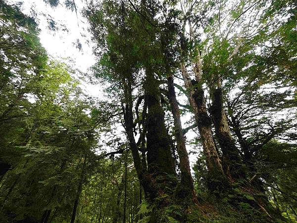 檜木的故鄉~棲蘭馬告神木園區 (25).jpg