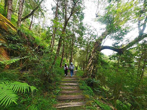 檜木的故鄉~棲蘭馬告神木園區 (27).jpg