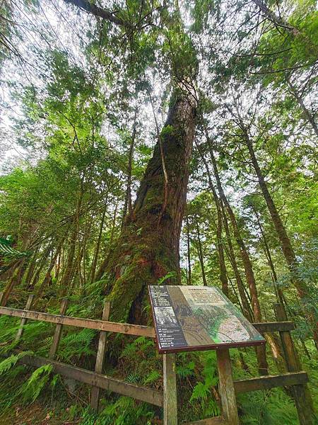 檜木的故鄉~棲蘭馬告神木園區 (30).jpg
