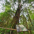 檜木的故鄉~棲蘭馬告神木園區 (30).jpg