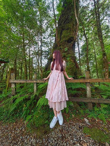 檜木的故鄉~棲蘭馬告神木園區 (31).jpg