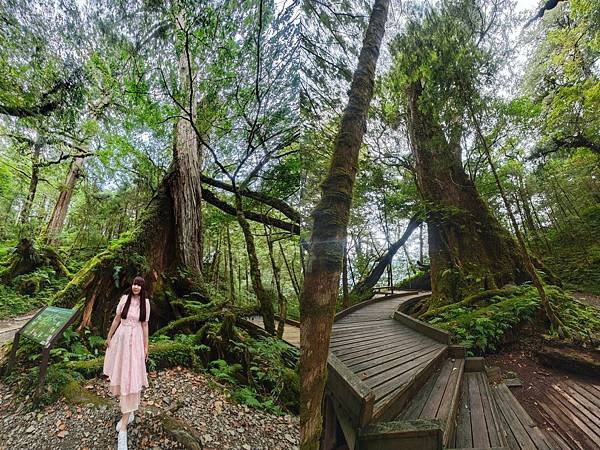 檜木的故鄉~棲蘭馬告神木園區 (35).jpg