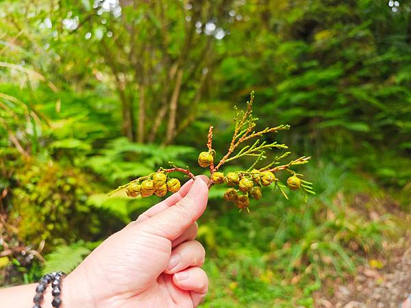 檜木的故鄉~棲蘭馬告神木園區 (34).jpg