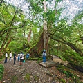 檜木的故鄉~棲蘭馬告神木園區 (37).jpg