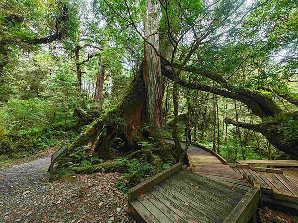 檜木的故鄉~棲蘭馬告神木園區 (36).jpg