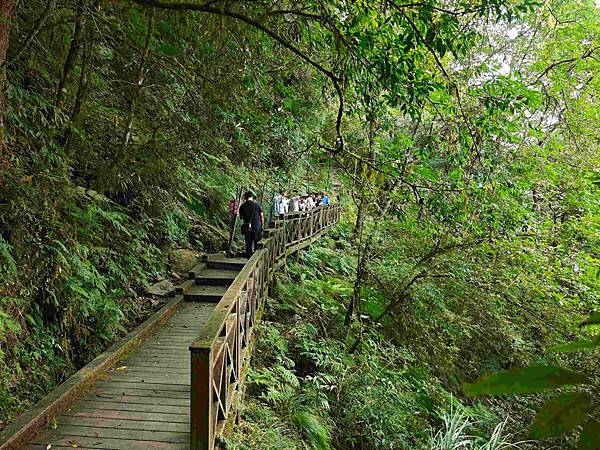 檜木的故鄉~棲蘭馬告神木園區 (40).jpg