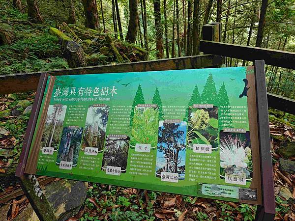 檜木的故鄉~棲蘭馬告神木園區 (42).jpg