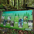 檜木的故鄉~棲蘭馬告神木園區 (42).jpg