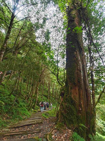 檜木的故鄉~棲蘭馬告神木園區 (43).jpg
