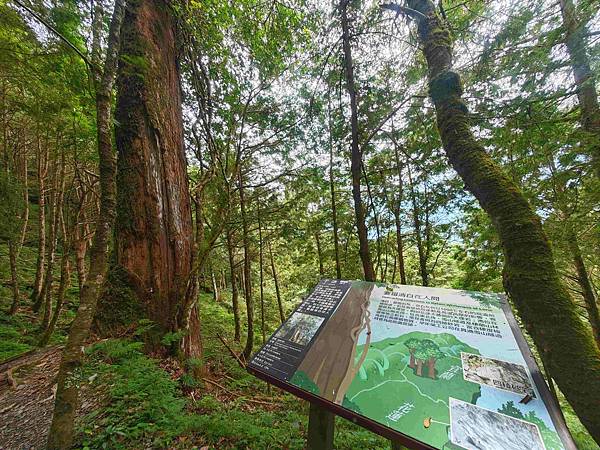 檜木的故鄉~棲蘭馬告神木園區 (44).jpg