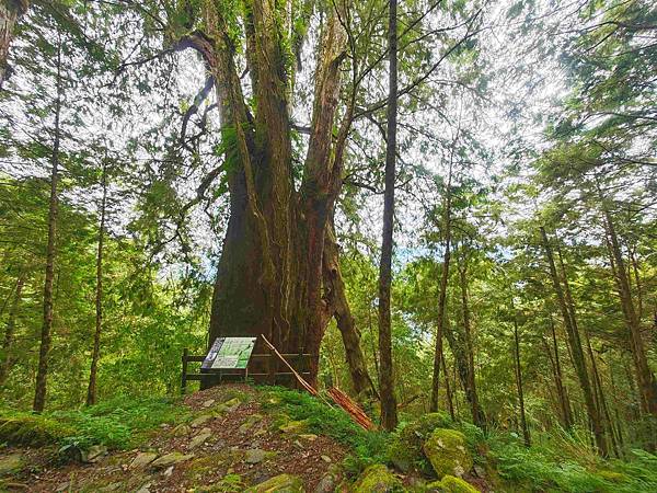 檜木的故鄉~棲蘭馬告神木園區 (46).jpg