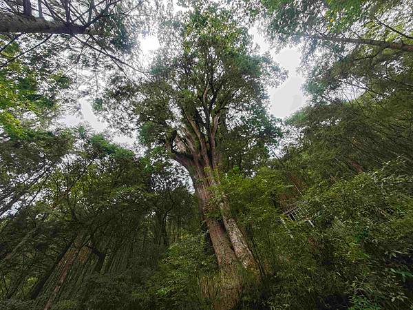檜木的故鄉~棲蘭馬告神木園區 (49).jpg