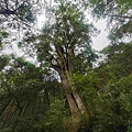 檜木的故鄉~棲蘭馬告神木園區 (49).jpg