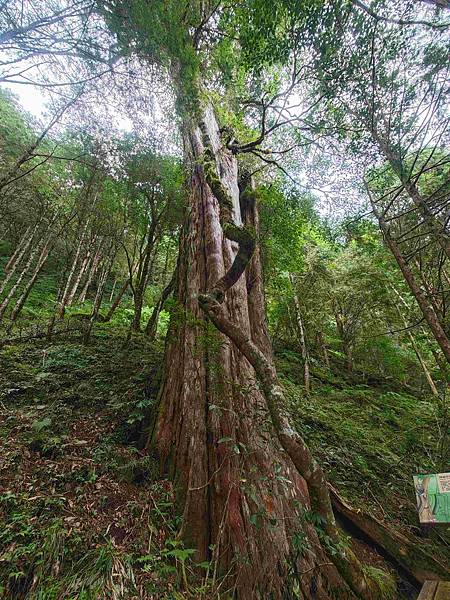 檜木的故鄉~棲蘭馬告神木園區 (54).jpg