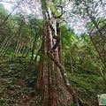 檜木的故鄉~棲蘭馬告神木園區 (54).jpg