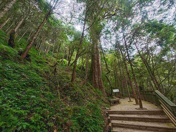 檜木的故鄉~棲蘭馬告神木園區 (55).jpg