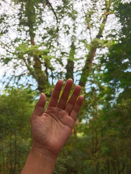 檜木的故鄉~棲蘭馬告神木園區 (58).jpg