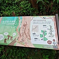 檜木的故鄉~棲蘭馬告神木園區 (56).jpg