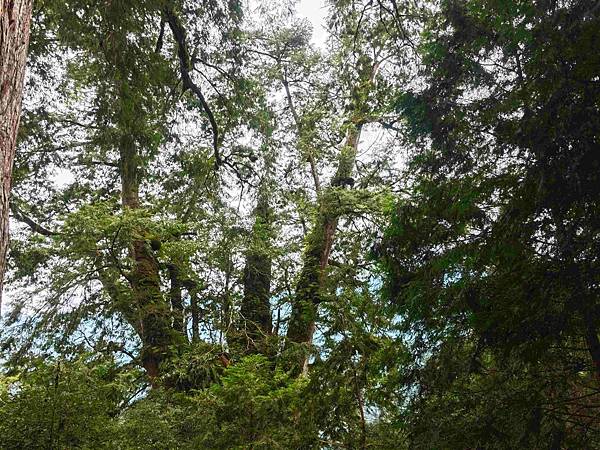 檜木的故鄉~棲蘭馬告神木園區 (59).jpg