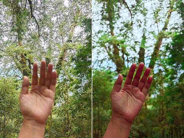 檜木的故鄉~棲蘭馬告神木園區 (60).jpg