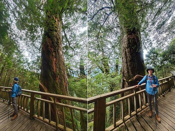 檜木的故鄉~棲蘭馬告神木園區 (61).jpg