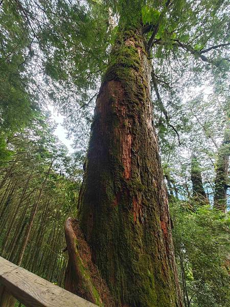 檜木的故鄉~棲蘭馬告神木園區 (63).jpg