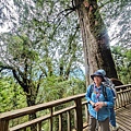 檜木的故鄉~棲蘭馬告神木園區 (64).jpg