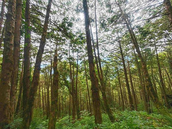 檜木的故鄉~棲蘭馬告神木園區 (70).jpg