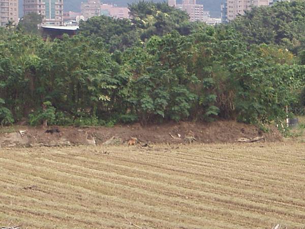 北投洲美街樹林邊 14