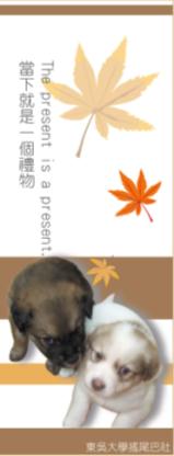 布恰.JPG 布恰.JPG