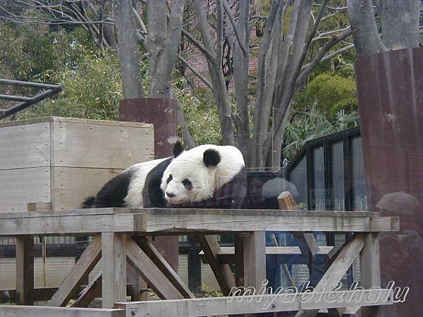 上野動物園熊貓