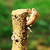 DSC_0444 DSC_0444