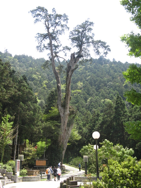 山莊內有棵1500年以上「明池神木」