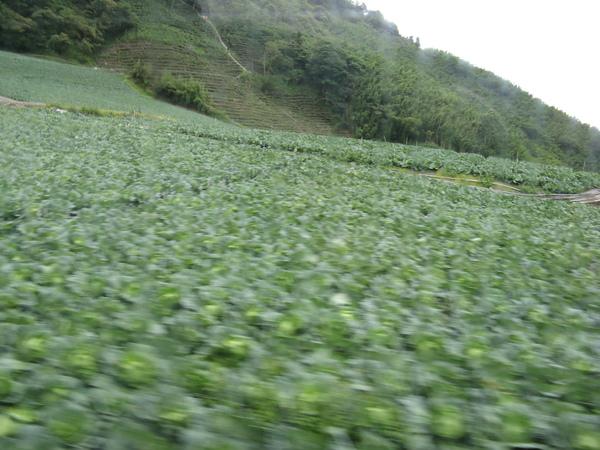 在往武陵的路上滿山都是高麗菜田