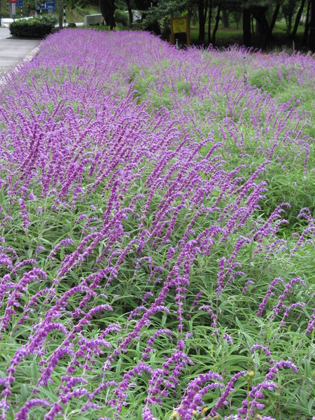 鼠尾草花田