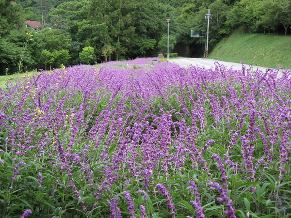 遠看還有點像薰衣草