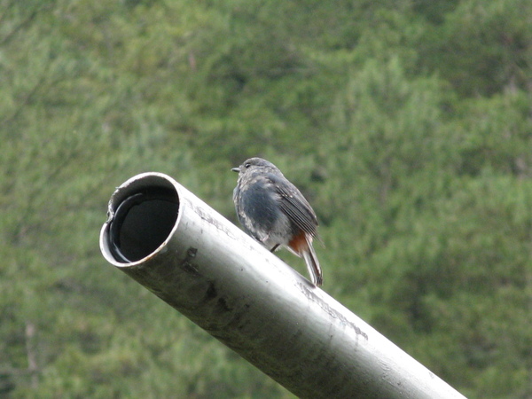 可愛的鉛色水鶇,尾巴會一直上下擺動,叫聲又好聽