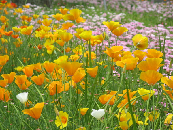 花園廣場