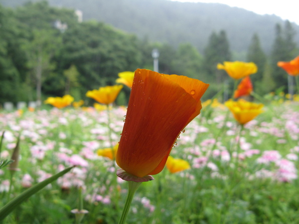 非洲鳳仙花